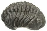 Wide, Curled Morocops Trilobite - Morocco #224207-1